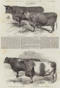 Meeting of the Royal Agricultural Society at Salisbury